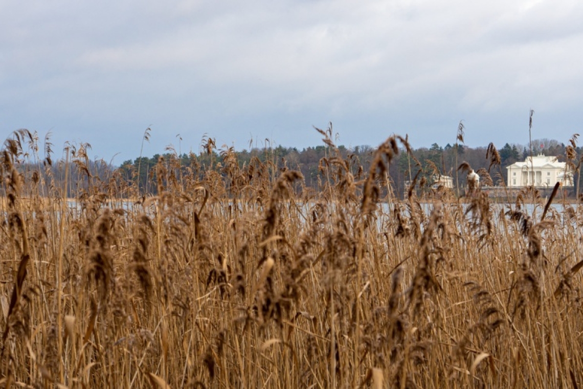 Śnieć cuchnąca pszenicy – groźna choroba zbóż i skuteczne metody jej zwalczania