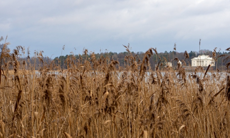 Śnieć cuchnąca pszenicy – groźna choroba zbóż i skuteczne metody jej zwalczania